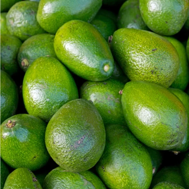 Best Quality Natural Fresh Avocado for Sale Organic Fresh Avocado Fruit at Wholesale Farm Price