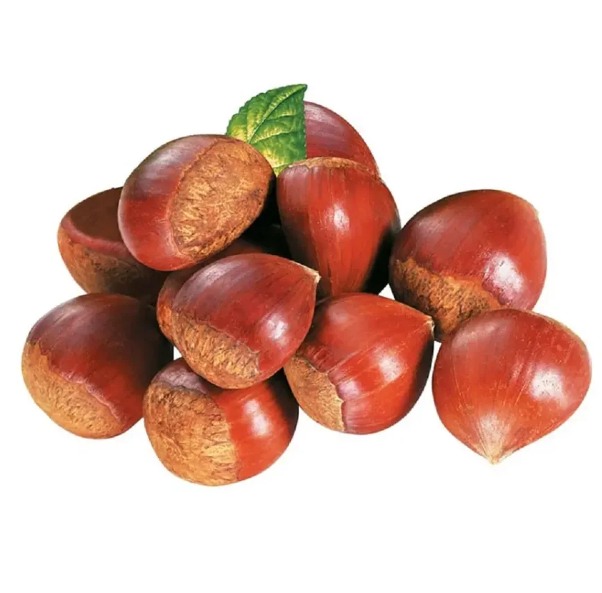 High Quality United Kingdom Fresh Chestnut New Crop Raw Sweet Chestnut Fresh Raw Organic Low Price
