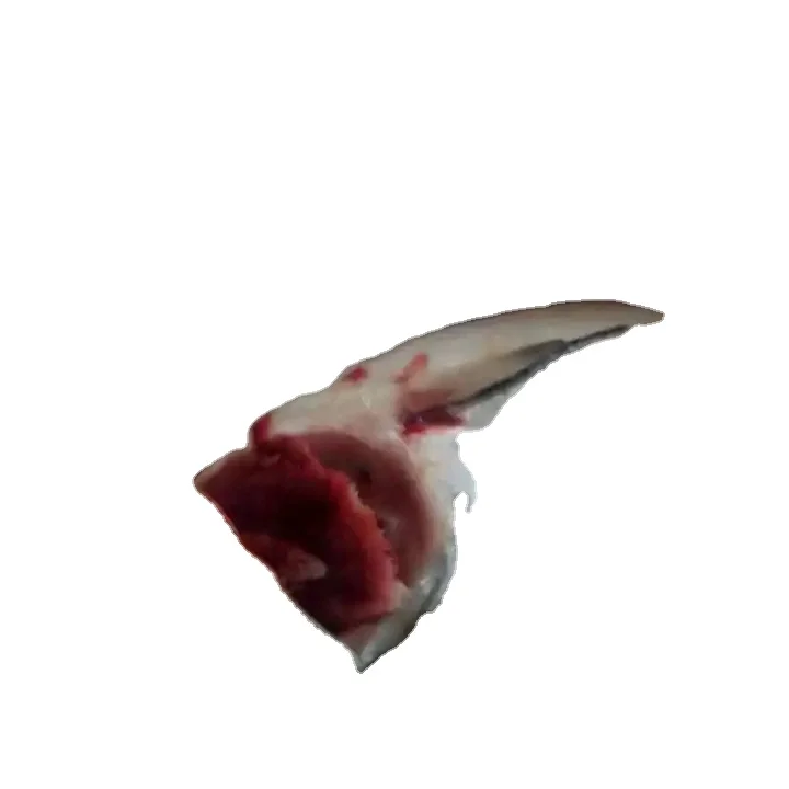 Whole Frozen Salmon Fish For Sale exporter and supplier from Norway