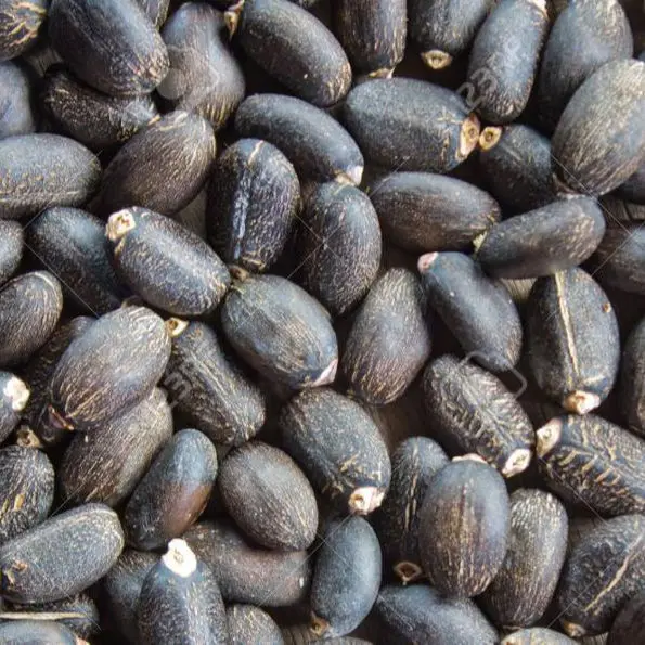 Dried Natural Jatropha Seeds for Sale