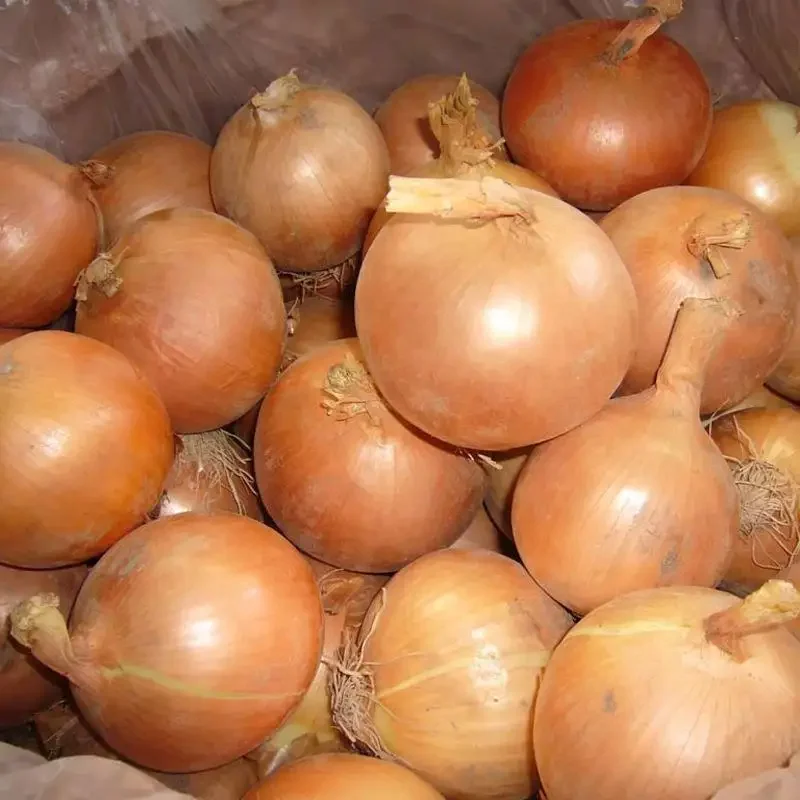 new crop fresh onion with good price