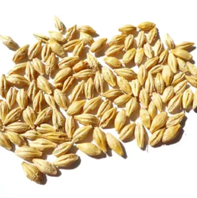 Hot Sales HIGH GRADE BARLEY MALT GRAINS for HUMAN CONSUMPTION