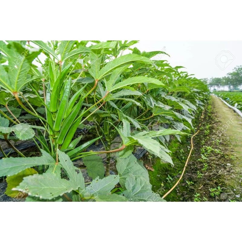 Best Price for Okra Clemson Spineless (Op) Verity for for consumption Okra / Okro exporter