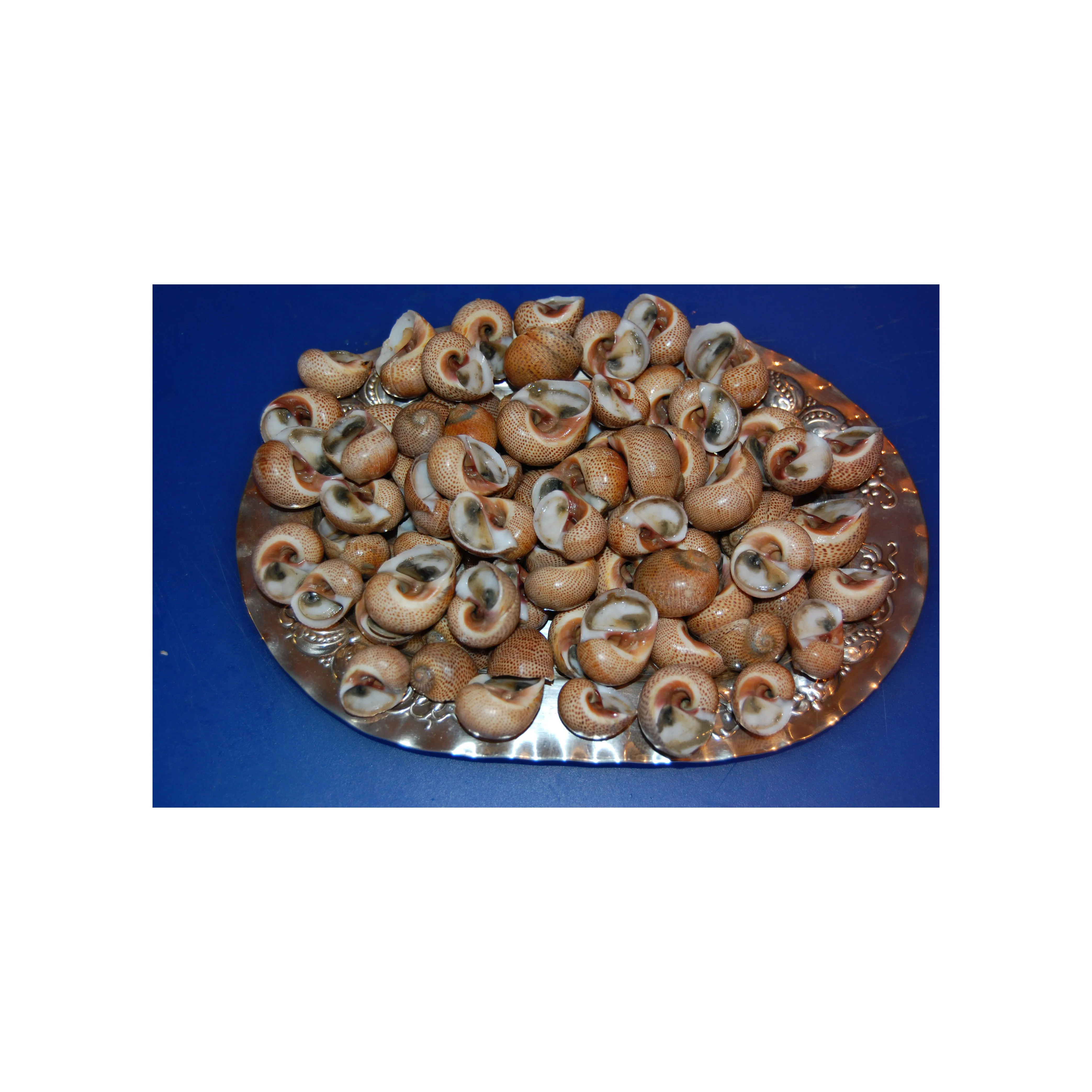 Snail meal for sale in bulk at discounted wholesale prices great for farmers and livestock feed retailers