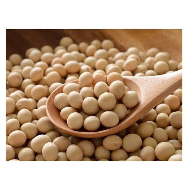 High Protein Yellow Soybean Soya Beans / Soy Bean For Sale