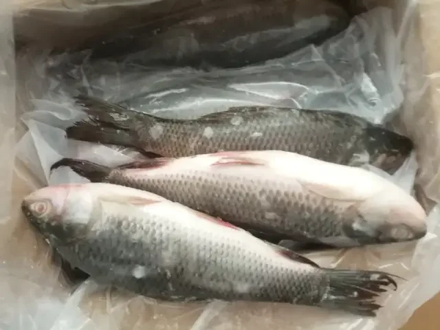Оптовая продажа свежие замороженные морепродукты филе рыба баррамунди для оптовых