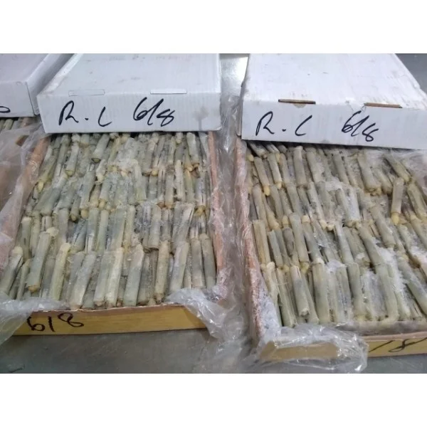 Razor Clam best quality stock available for buyer