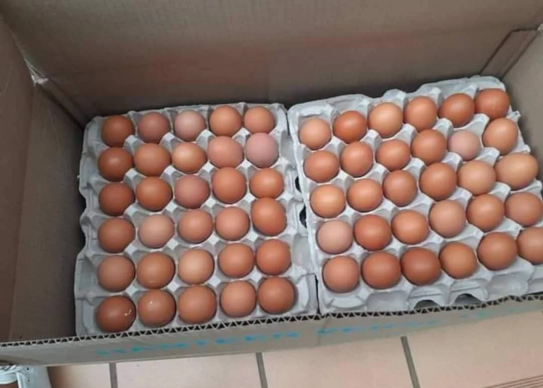 Fresh Organic White Chicken Eggs Competitive Price Wholesale Farm Fresh Chicken Table Eggs for human consumption /  Chicken Eggs