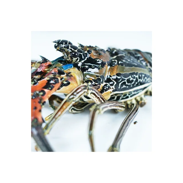 Supplier of Indonesian Lobster Seafood with Size 1000 grams Fresh Bamboo Lobster Whole Live Lobster