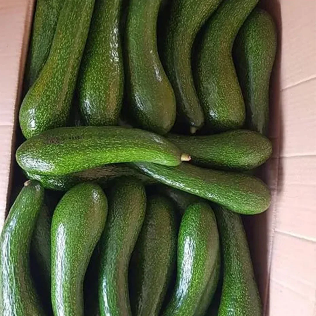 FRESH AVOCADO Green Tropical Fruit With High Quality And BEST Price 2023 Export Standard Fresh Avocado For Multiple Purposes