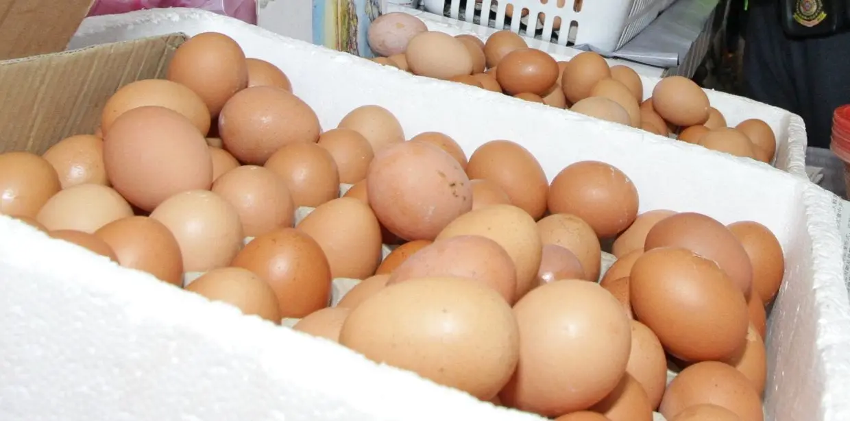 White Chicken eggs22.jpg
