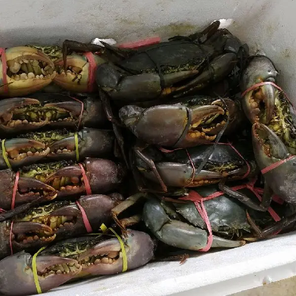 Frozen Live Fresh Mud Crab (Male And Female)