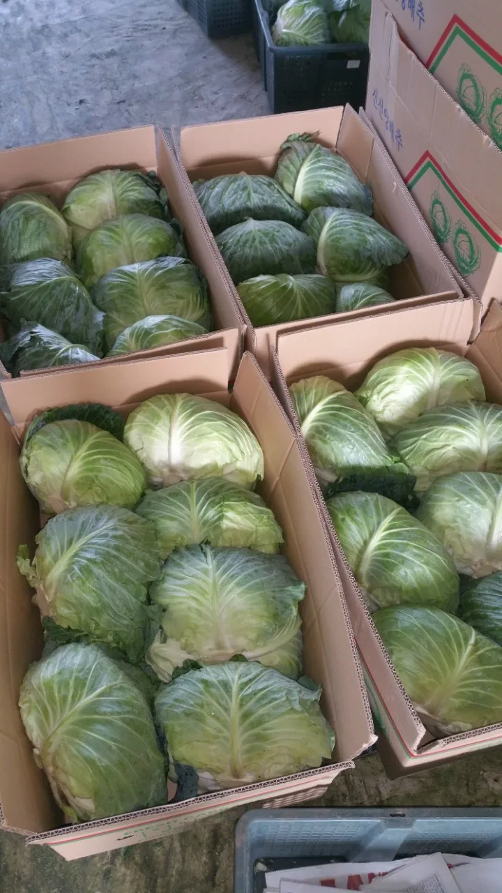 2022 New Crop Fresh Cabbage With Low Price And High Quality from Vietnam
