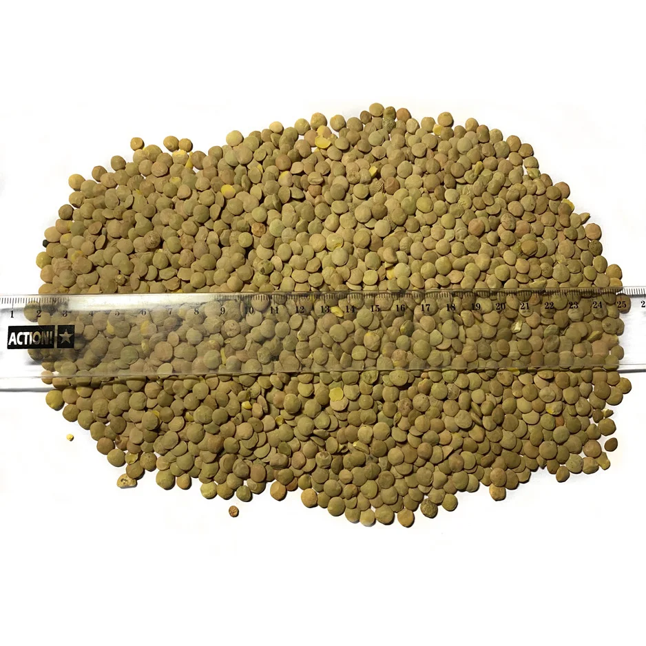 High quality Green Lentils for food industry and cooking wholesale from manufacturer lentils for sale in bulk