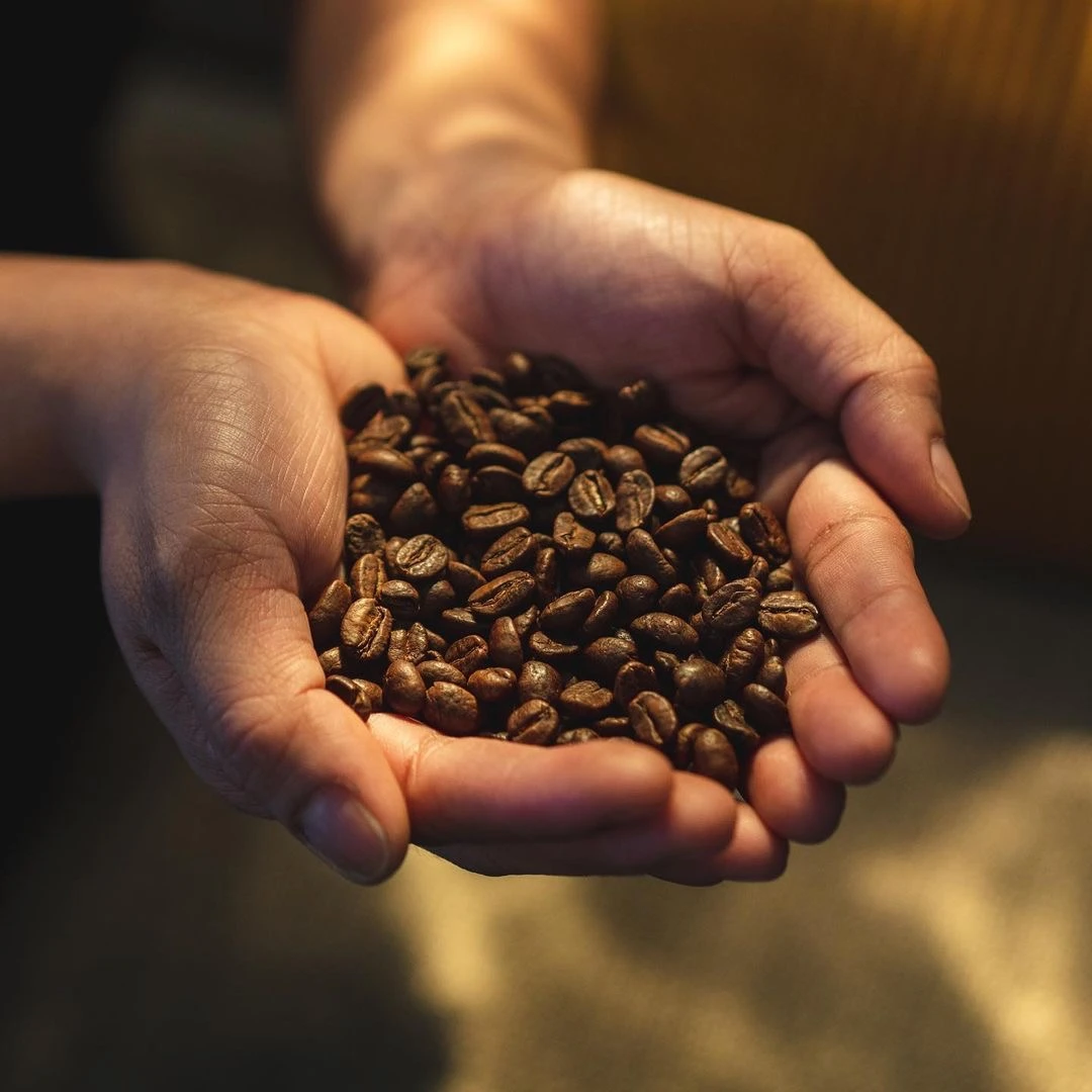 Wholesale raw Arabica Coffee beans for sale from Africa Best selling Arabica Coffee beans at good prices Buy Arabica Coffee