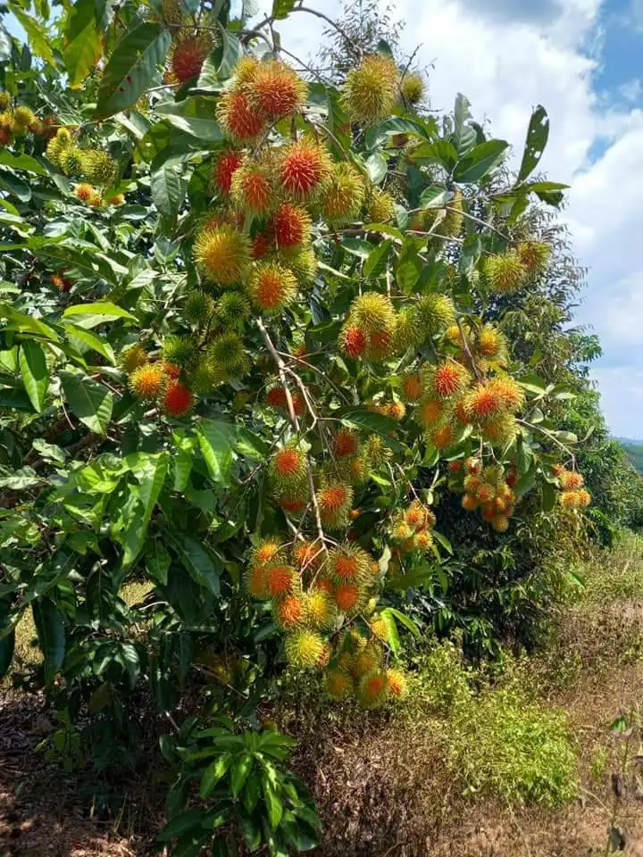 Rambutan Fruits Fresh Sweet Tasty 100% Natural Rambutan From from Thailand Farms Premium Quality Grade A