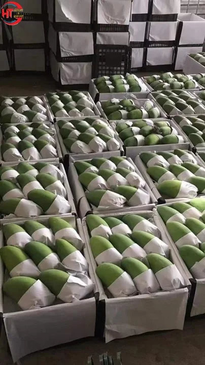 Export Quality Organic Crop Cultivation Oval Shape Green Fresh Fruit Unripe Maturity Taiwanese Mango With Natural Sour Taste