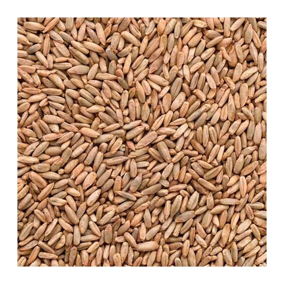 Best top quality Rye Grains for Sale Wholesale Organic Farm Rye grain/Winter Rye/Rye Flakes in Rye bran
