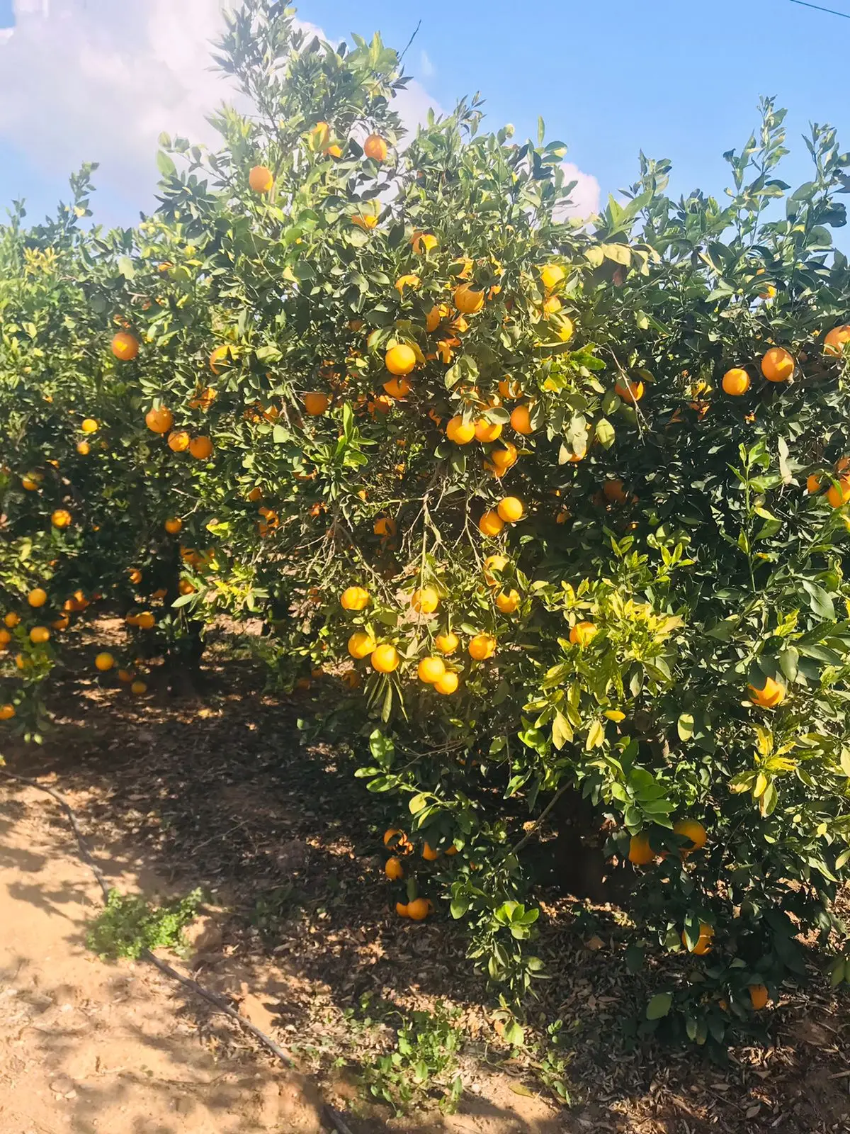 Fresh Abusra oranges from Egypt