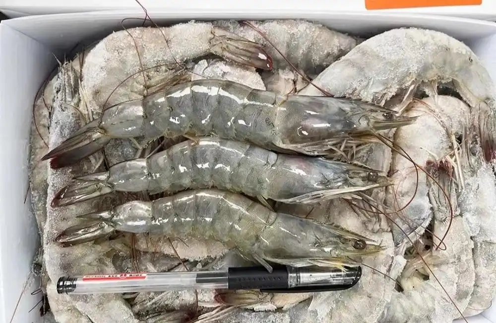 Frozen Lobster / Frozen Lobster Tail / Fresh Live high quality seafood frozen  shrimp from bangladeshi supplier