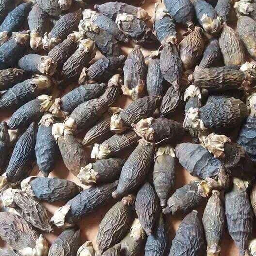 2021 High Quality Made In Vietnam Cheap Price Areca Nuts/ Areca Berries/ Betel Nuts - VI HUYNH +84 911 695 402