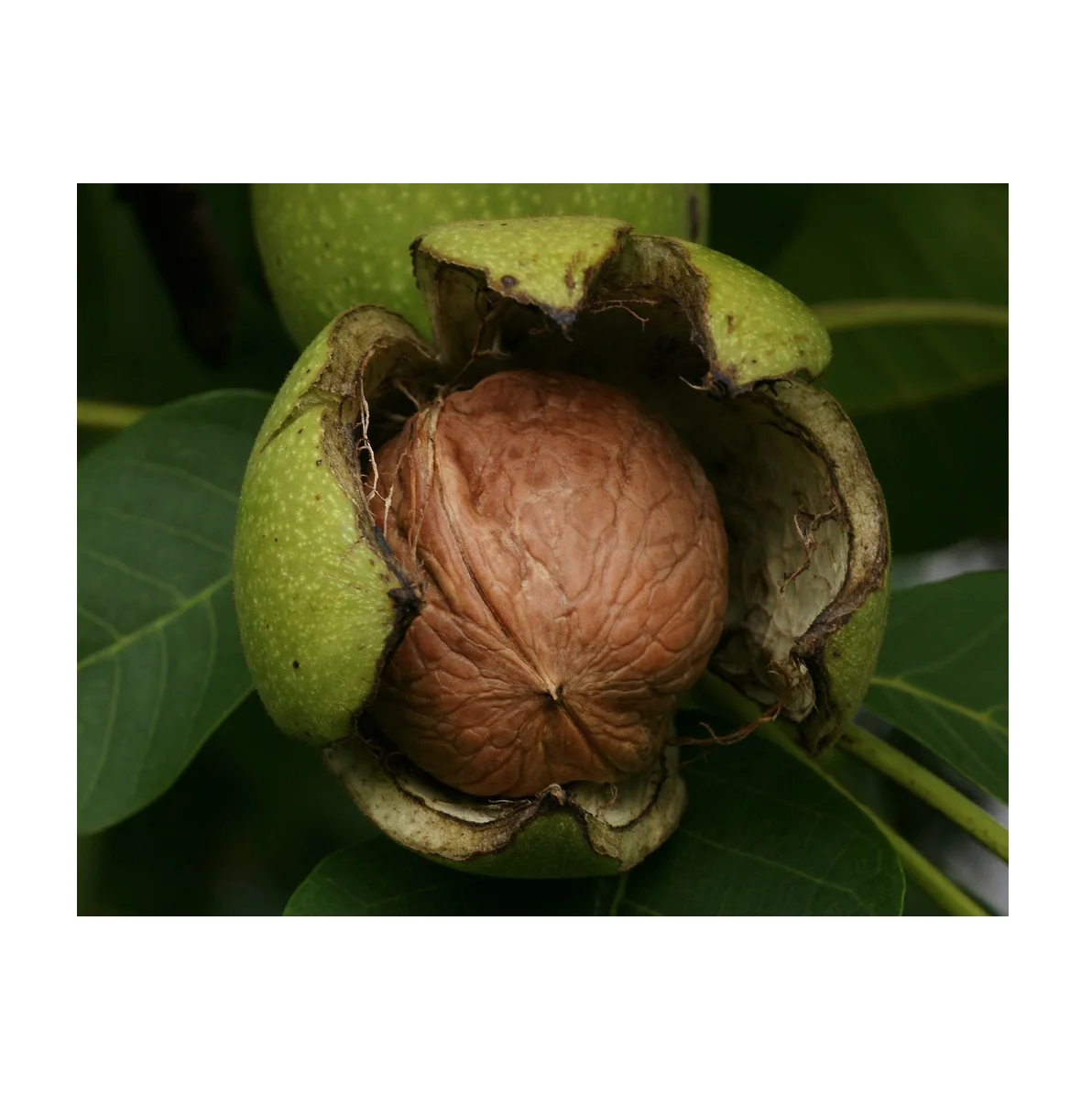 Best Price Unshelled Wallnuts Walnuts And Walnut Kernels