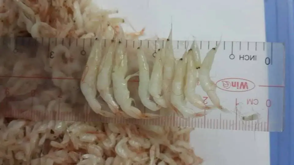 Wholesale Salted Baby Shrimp  Seafoods natural color, size and good condition Manufacturer Asia
