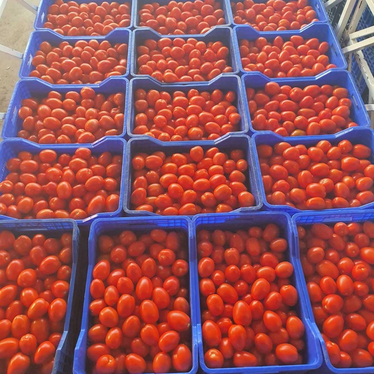 Fresh Tomatos (4).jpg