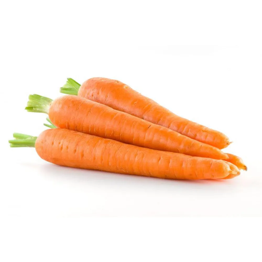 Carrot fresh organic carrots high quality in carton S M L professional export fresh carrot hot sale