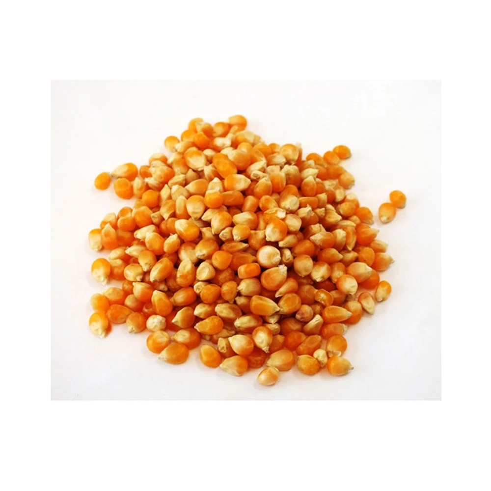 Premium Quality For Sale Yellow Corn Animal Feed Yellow Corn Available At Affordable Price