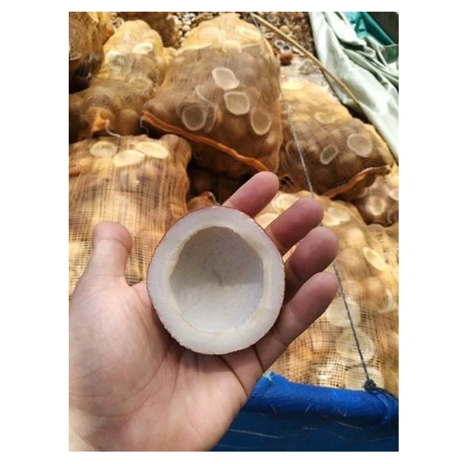 High Quality Best Price Coconut Metric Ton-wise Coconut Copra From Indonesian Agriculture