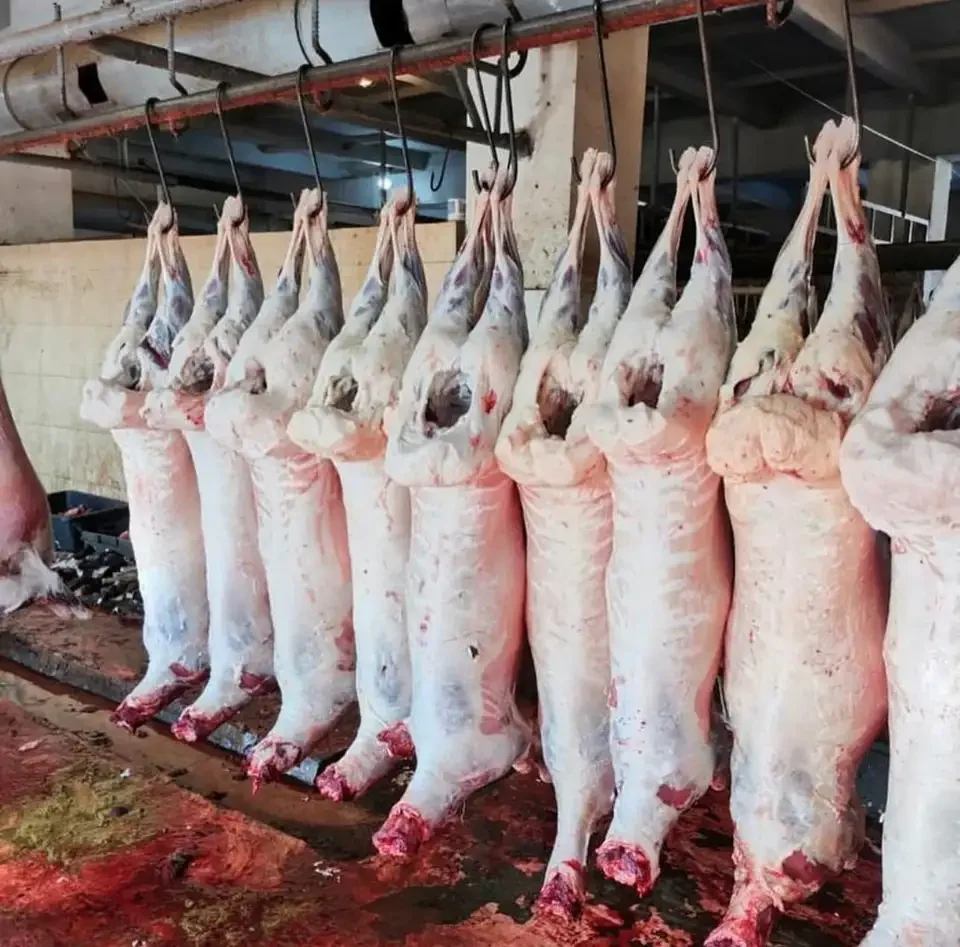 BEST SUPPLIER OF FROZEN HALAL FRESH CHILLED GOAT MUTTON MEAT/ LAMB MEAT