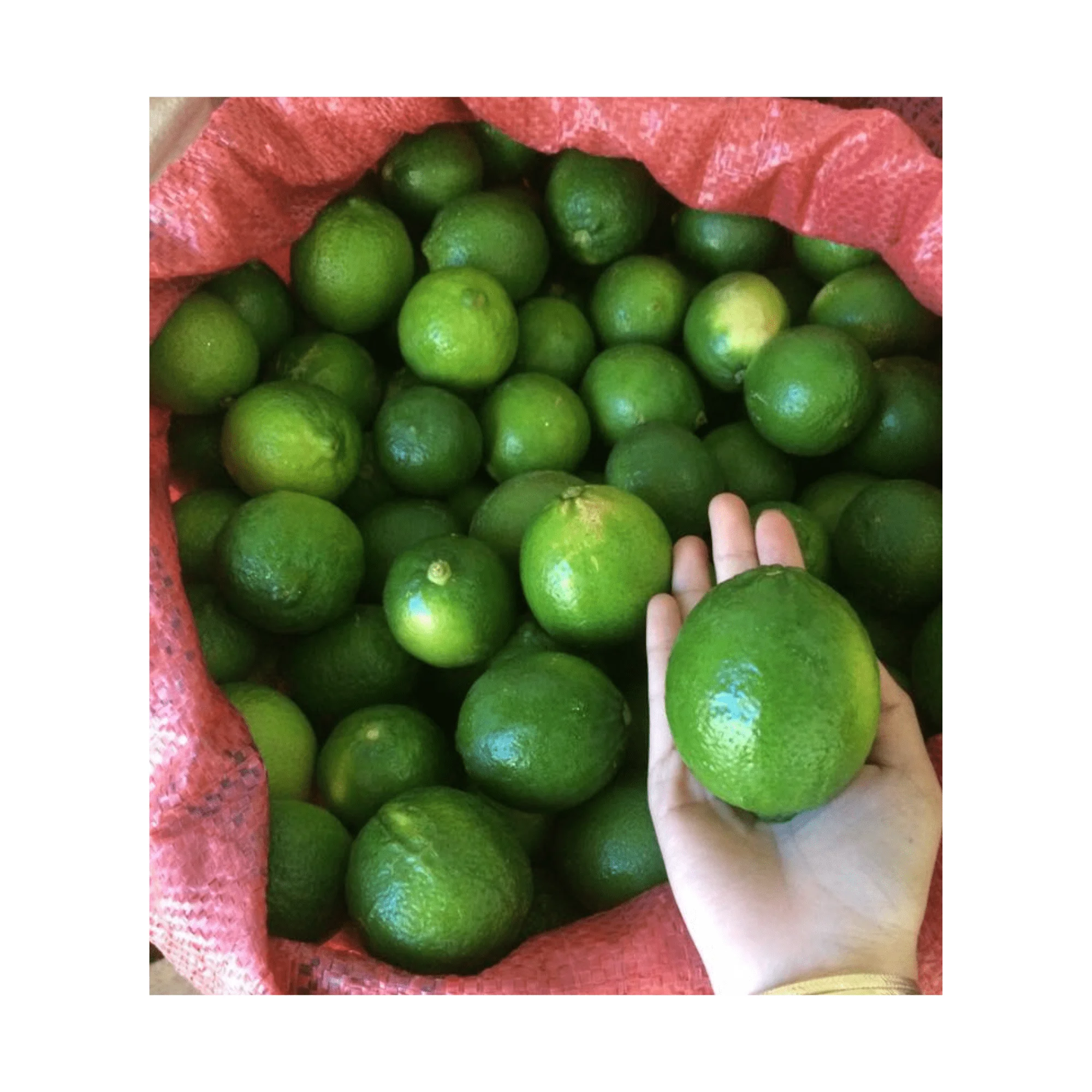 Supplying fresh lemon/ Fresh lemon from Vietnam with competitive price and high quality from 99GD