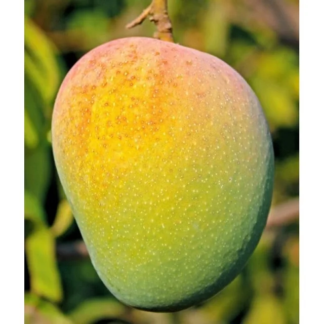 Excellent Quality Mango For Eating At Supplier Of India