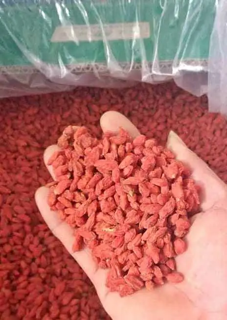 99 Gold Data Vietnam Organic Dried Red Goji Berries Super Food Low Maintenance Super Fruit Diet Healthy Foods Asian
