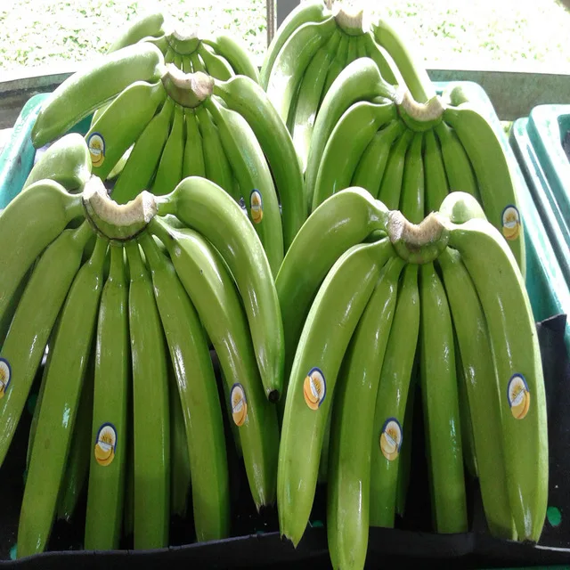 CHEAPEST BANANA GUARANTEED - Fresh Long Green Cavendish Banana Export 100% Free tax worldwide - No.1 Quality