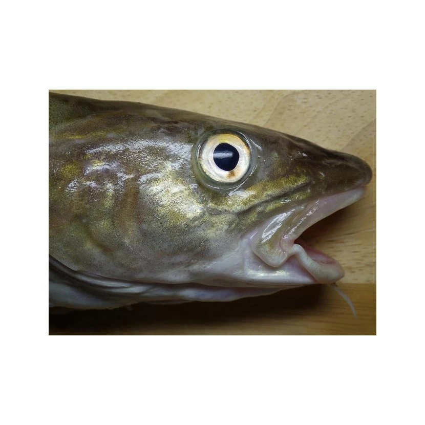 Frozen Cod Heads 100% Export Quality Salmon Fish