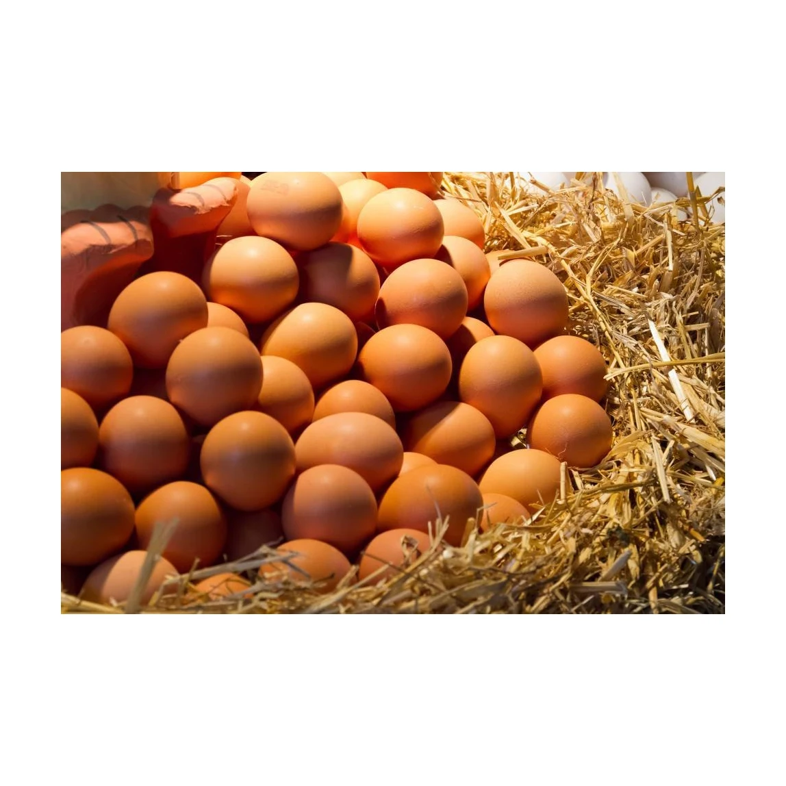 Свежие куриные столовые яйца инкубационные по хорошим ценам куриное яйцо