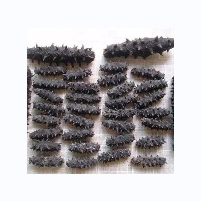 whole sale Price Frozen Sea Cucumber and Quality Dried Sea Cucumber for sale