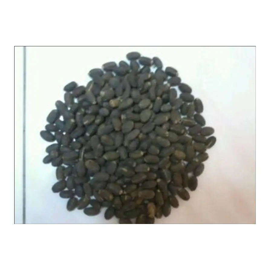 Wholesale Price Jatropha Seeds