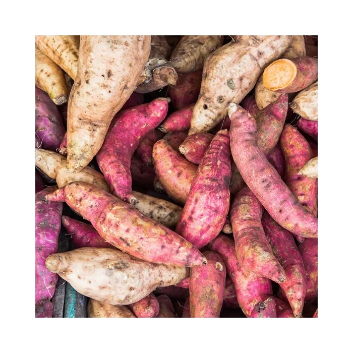 High-Quality Organic Sweet Potatoes - Fresh, Best Quality, Competitive Price, Export Ready, Wholesale, Ideal for Food