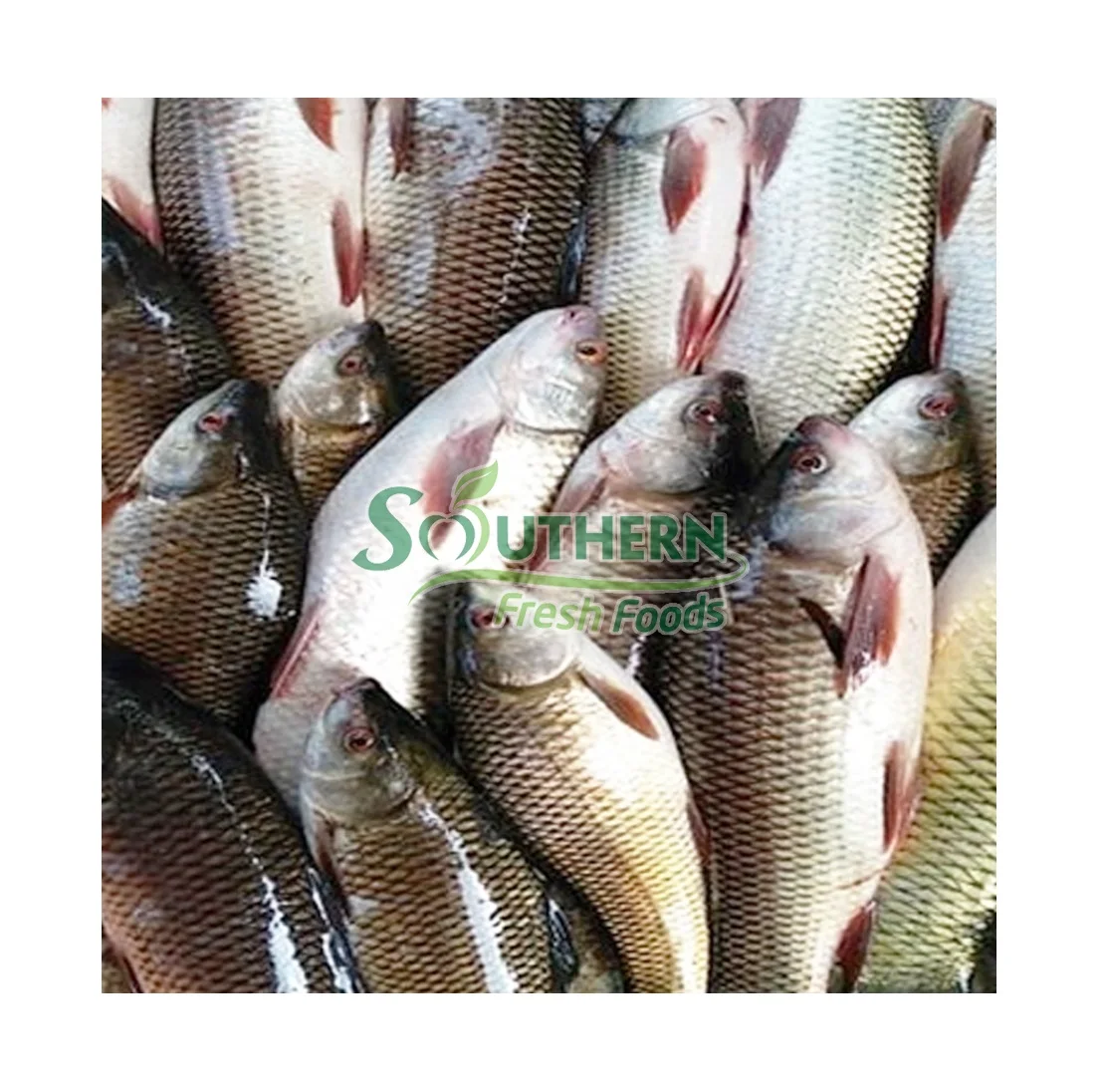 Competitive Price Seafood 1-2.5kg kg Per Piece  Delicious Natural High Quality OEM Service Frozen Rohu Fish