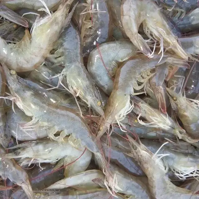 shrimp 11.JPG