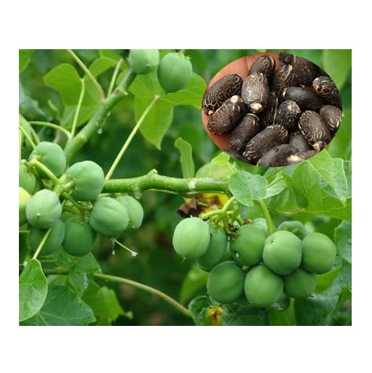 Hot Sale Price of 100% Dried Natural Jatropha Seeds for