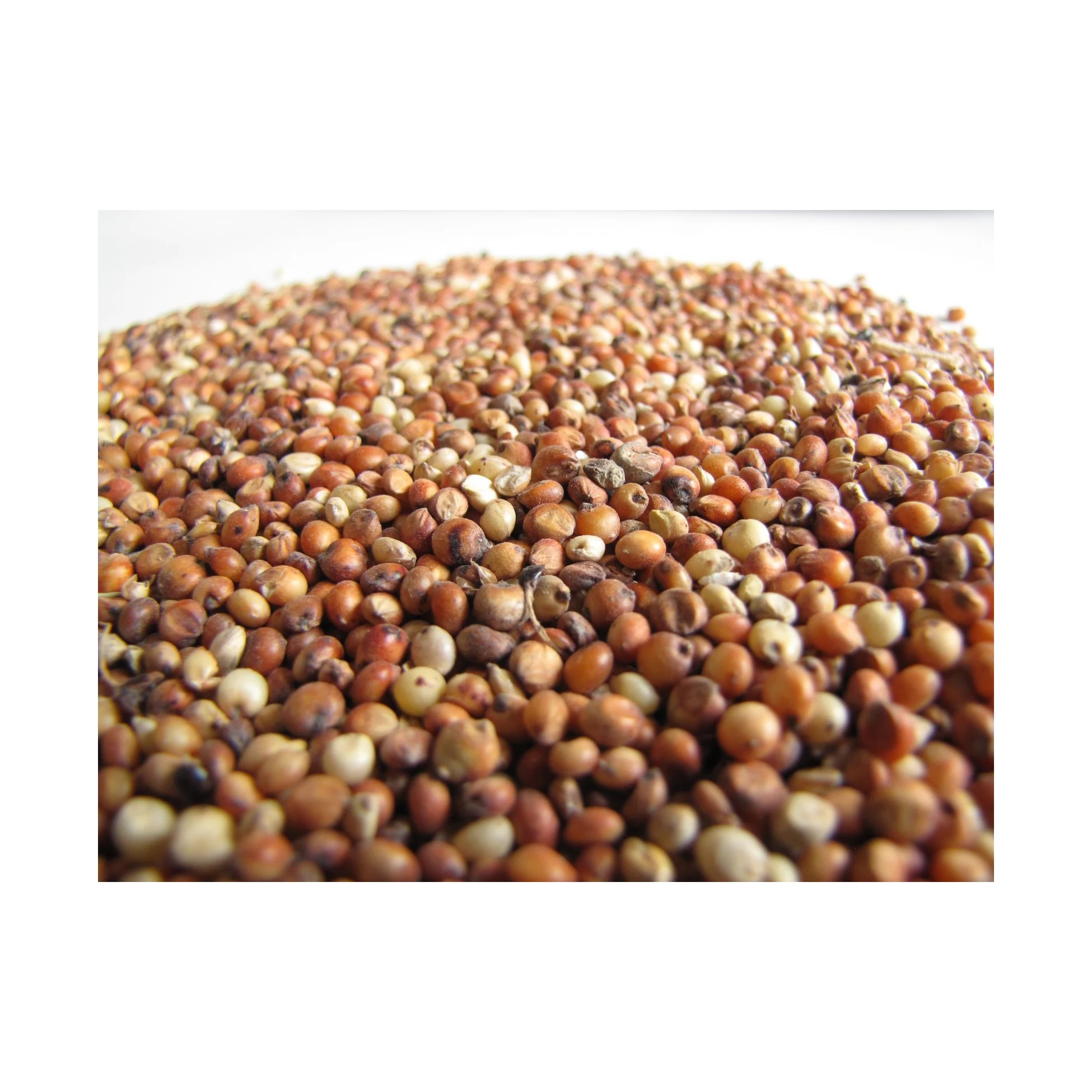 High-quality sorghum grains perfect for food production, animal feed, and industrial use