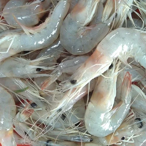delicious food sea products fresh frozen shrimp price