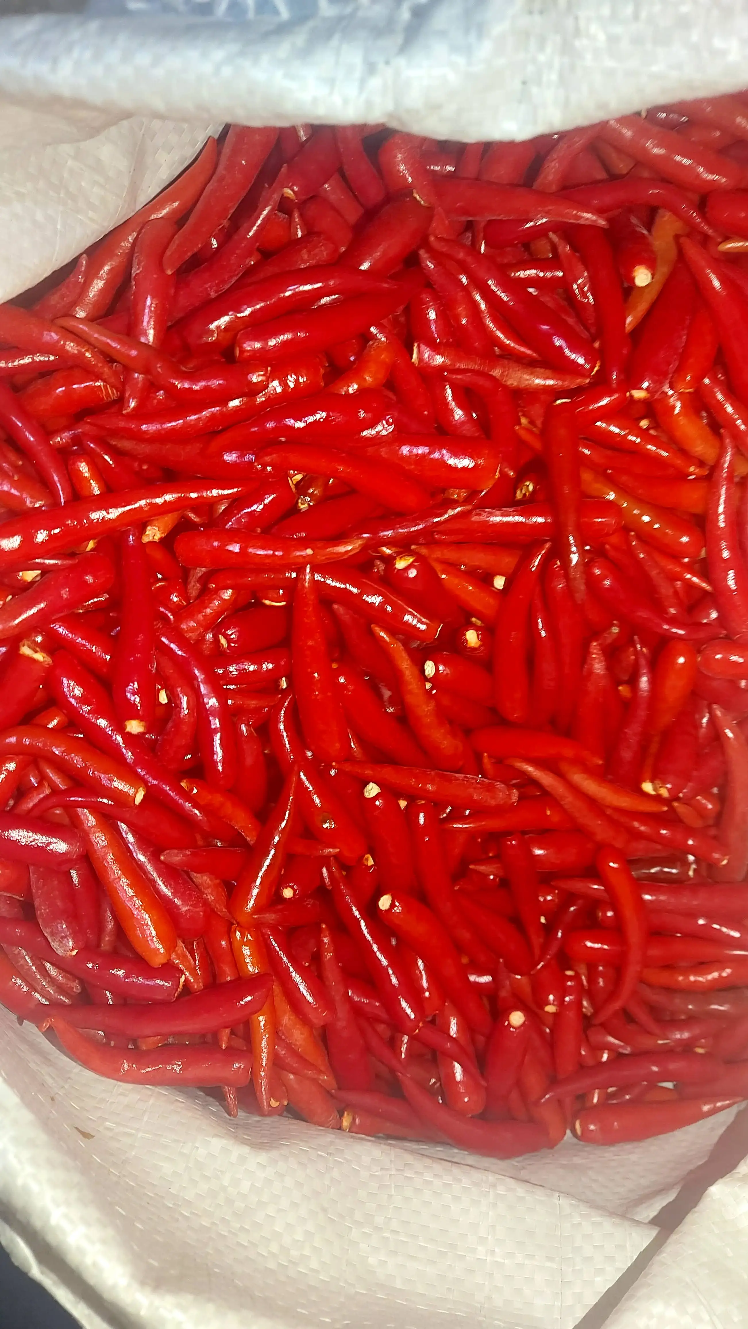 Замороженный красный чили BQf из Вьетнама, процесс замораживания специй, вакуумная упаковка, замороженные овощи