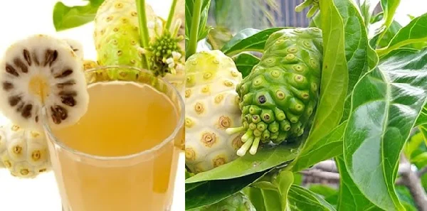 100% Noni Juice Concentrate for 2023 Crop ANGLE