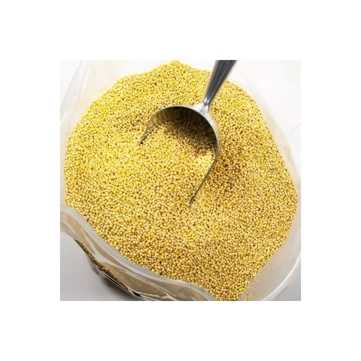Yellow Millet for sale wholesale Yellow Millet for export