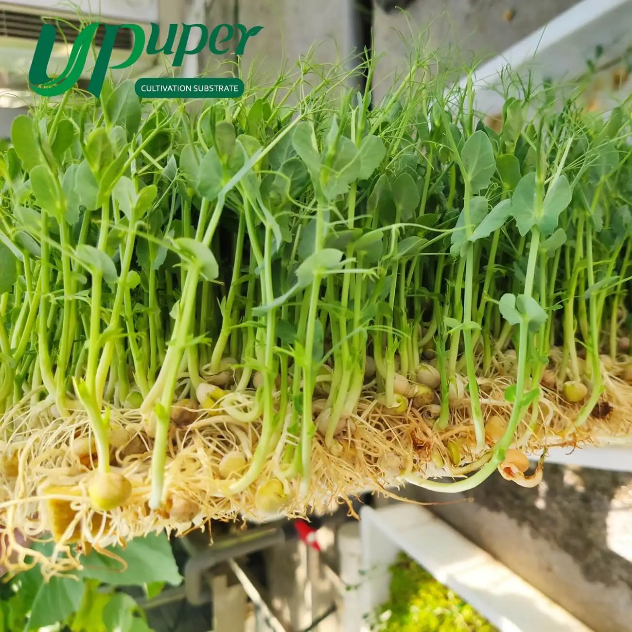 UPuper eco biodegradable microgreens growing mats rock wool hydroponic grow pad